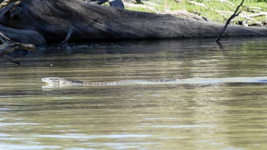 Large lizard swimming in the water