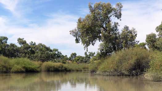 Shrubs in the water