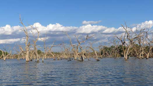 Dead trees in the water