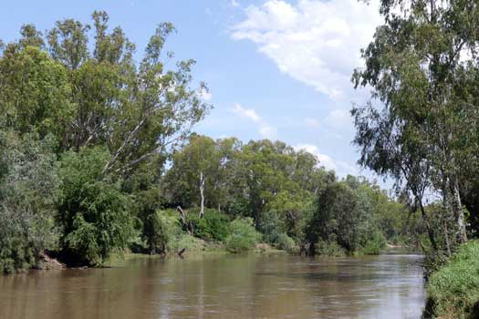 River and trees