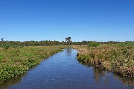 Small creek through a swamp