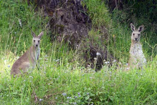 Eastern Grey Kangaroo