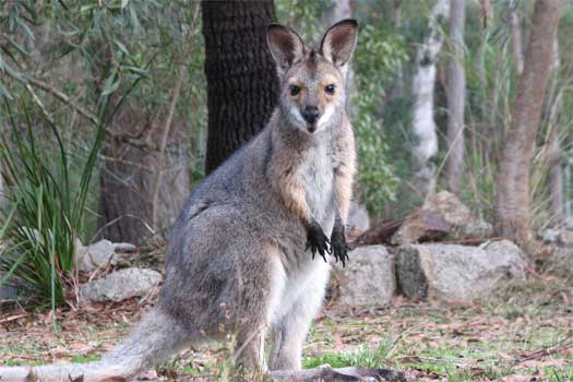 A wallaby