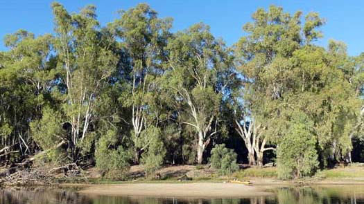 Trees and beach beside a river