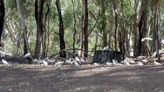 flock of large birds on the river bank