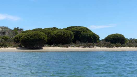 small trees and health on sand dunes