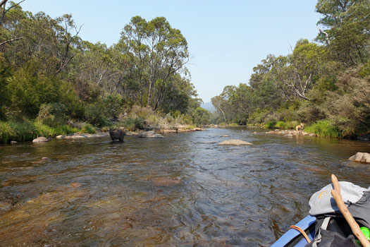 Deer standing in the river with dingo on the river bank