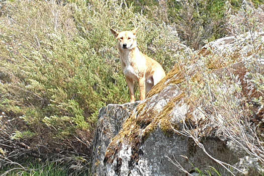 Dingo on rock