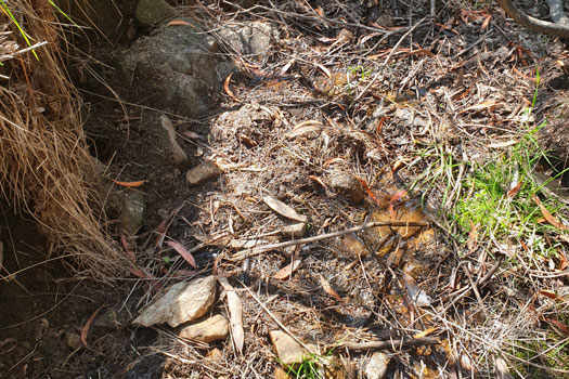 Dry streambed with tiny amounts of water.