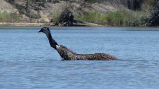 Large bird in the water