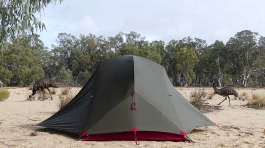 Two emus walking past a tent