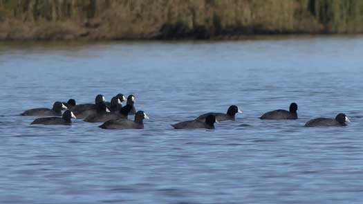 Birds on the river