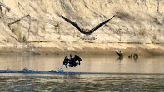 two birds fighting