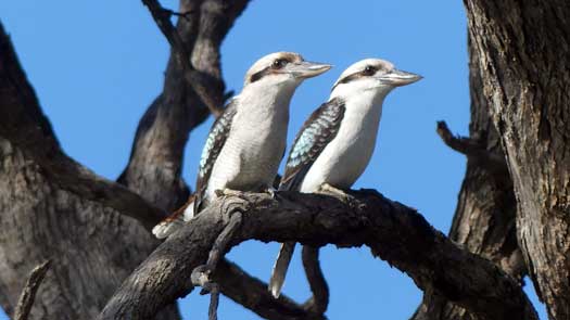 Two birds in a tree