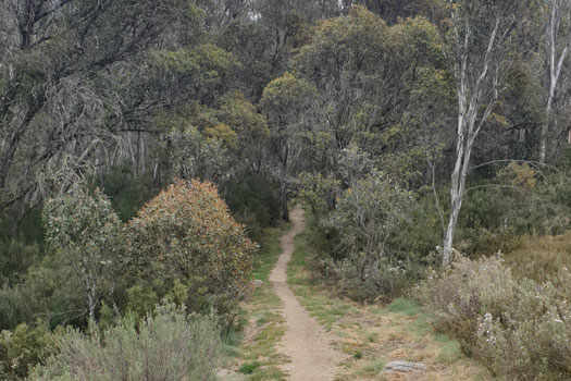 Track through forest