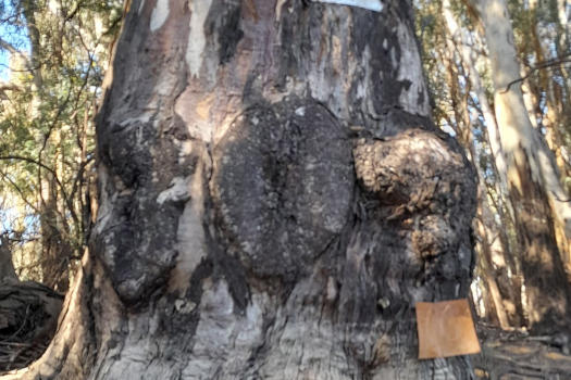 Tree trunk with a number 302 carved into it