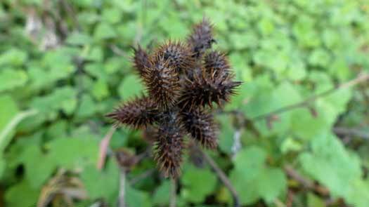 Spiky seed head