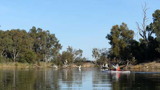 Kayaker with pelicans