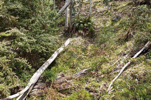 Dry bog in bush with snake visible but hard to see.