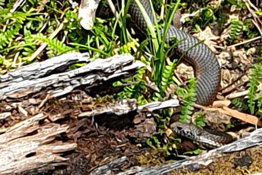 Red-bellied Black Snake