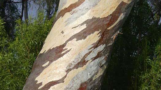 Stripped colours on a tree trunk