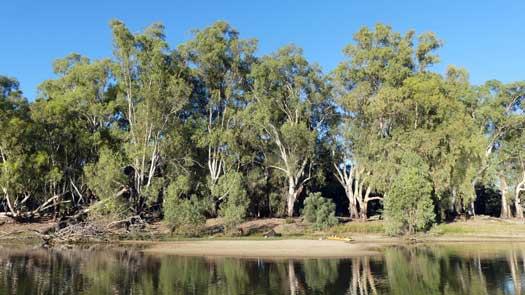 Tall trees beside a river