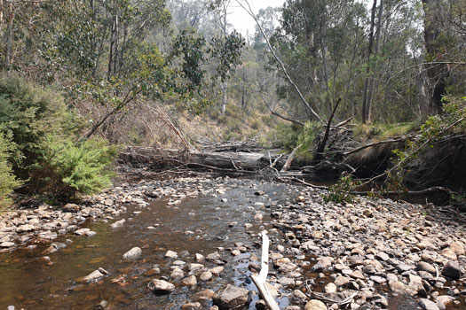 Small log jam in shallow creek.