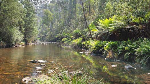 Ferns beside a river