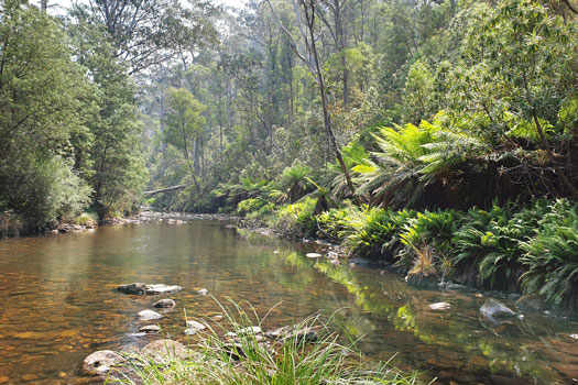 Tree ferns beside the creek.