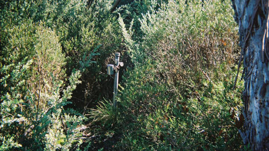 Steel post in shrubs