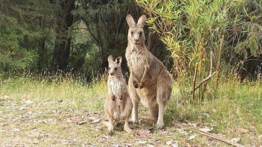 Two kangaroos