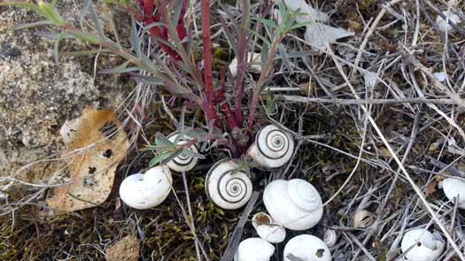 Snails on a plant