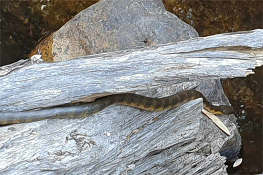 Striped snake on a log