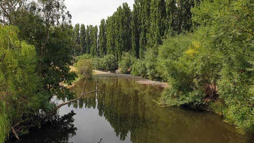 Poplars and willow trees on the river banks.