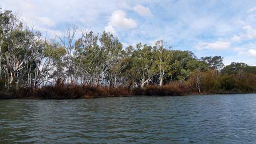 Dead trees beside the river