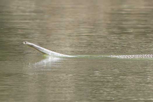 Snake swimming