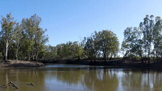 River mouth surrounded by trees