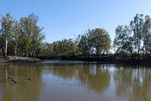 River mouth surrounded by trees