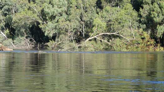 A tree in the river