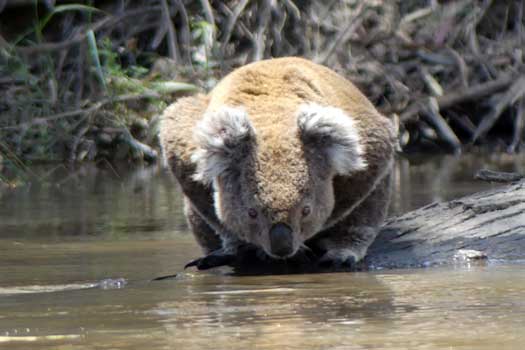 Koala drinking water on a log that has fallen into the river