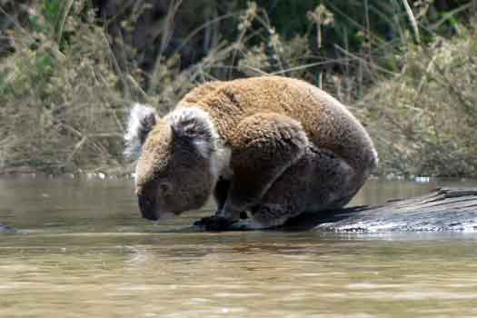 Koala on log drinking from the river