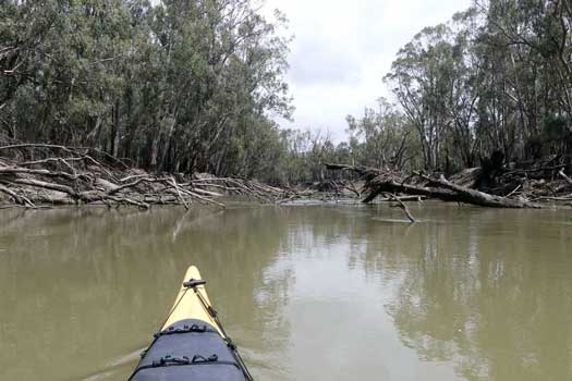 River with lots of fallen trees