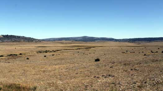 Open grassland