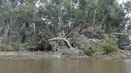 Fallen tree