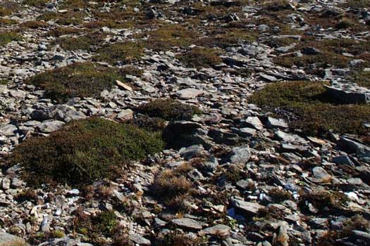 Gravel with small patches of plant cushions