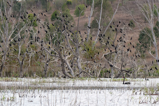 Many birds in a tree with swans on the lake