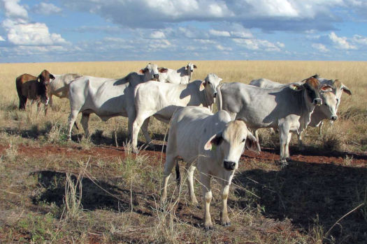 Cows in a field