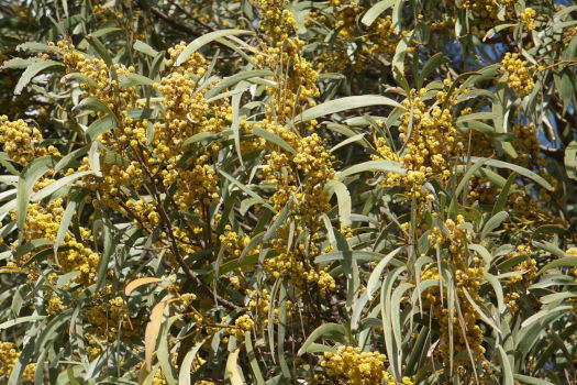 Leaves and flowers