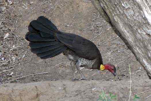 Large ground bird