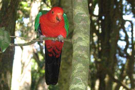 Bird in a tree